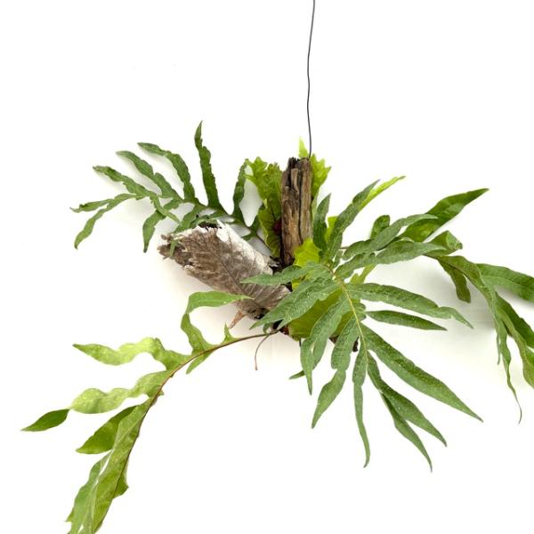 現品) ドリナリア クエルシフォリア (No.62026) (観葉植物 おしゃれ