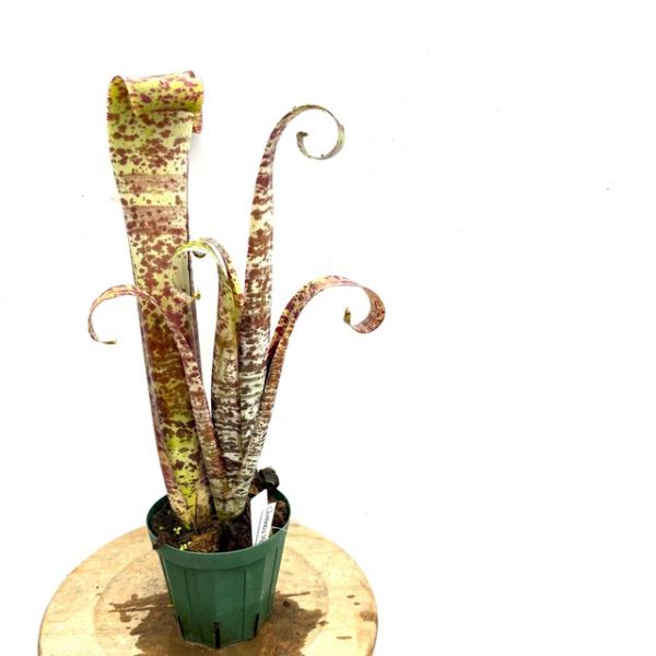 現品) ケスネリア マルモラータ 'ティムプローマン' (No.62072) (観葉