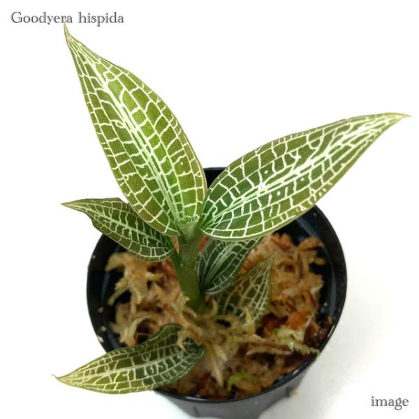 グッディエラ ヒスピダ (ジュエルオーキッド 宝石蘭 観葉植物 熱帯植物 ビバリウム テラリウム パルダリウム おしゃれ インテリア 室内 ミニ 小型)