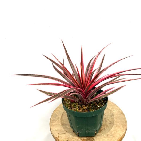 現品) シンコレゲリア 'アウトレイジャス' (No.62233) (タンク