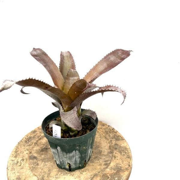 現品) ホヘンレゲリア 'アイスティー' (No.62256) (観葉植物 おしゃれ