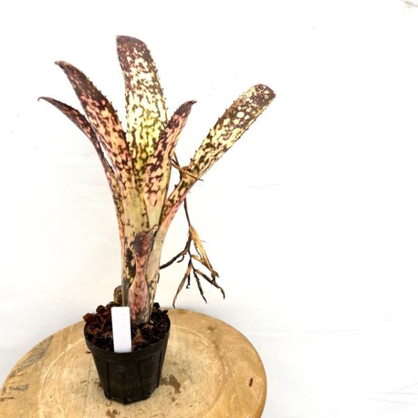 ビルベルギア ”ミッドナイトサン” Billbergia 'Midnight Sun'（ビルベルギア ミッドナイトサン）の