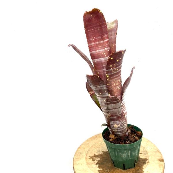植物　タンクブロメリア　ベルビルギア 現品) ビルベルギア 'リングス オブ サターン' (No.62270) (タンク