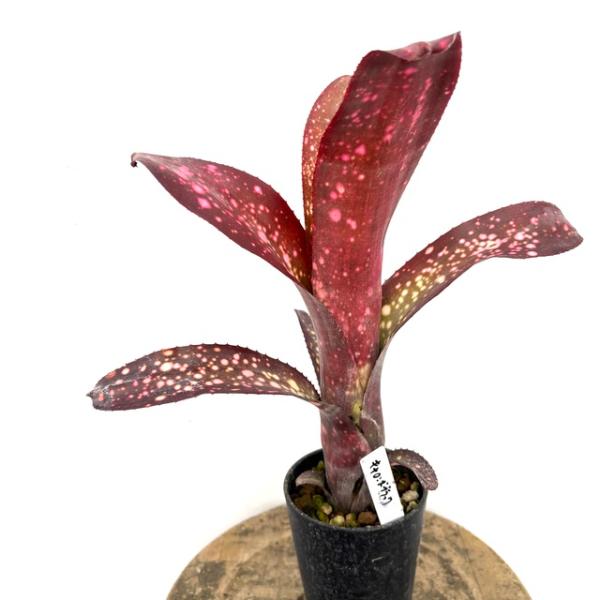 現品) ビルベルギア 'キャロンズ ブラック' (No.62280) (タンク