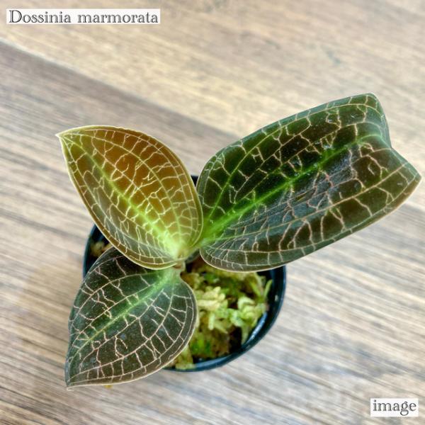 タイムセール‼️［ジュエルオーキッド］Dossinia marmorata bandlaqua_62289