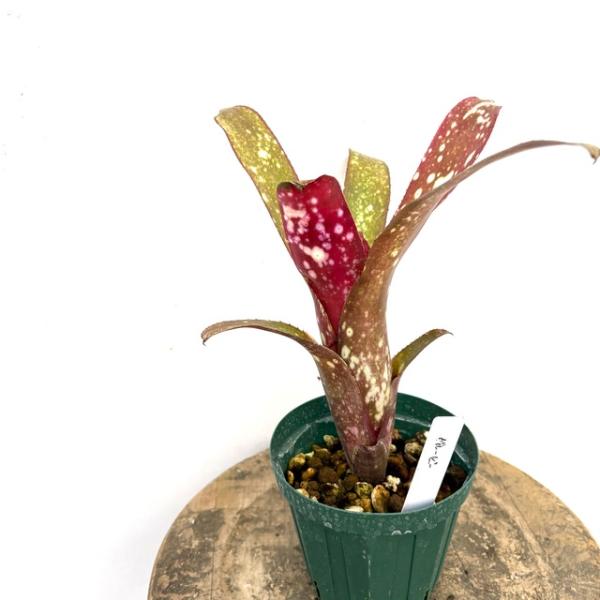 現品) ビルベルギア 'グルービー' (No.62333) (観葉植物 おしゃれ