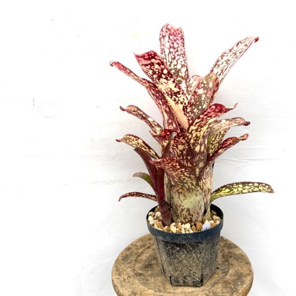 現品) ビルベルギア 'アリベラ' (No.62335) (観葉植物 おしゃれ 壁掛け