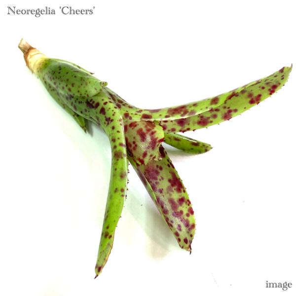 赤のスポットが入るワイルドなネオレゲリア ！