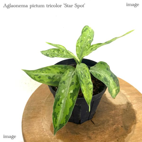 アグラオネマ ピクタム　Aglaonema pictum アグラオネマ ピクタム トリカラー「Aglaonema pictum tricolor