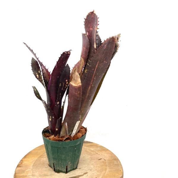 ブロメリア・エアープランツ Billbergia Blue Moon bandlaqua_62406