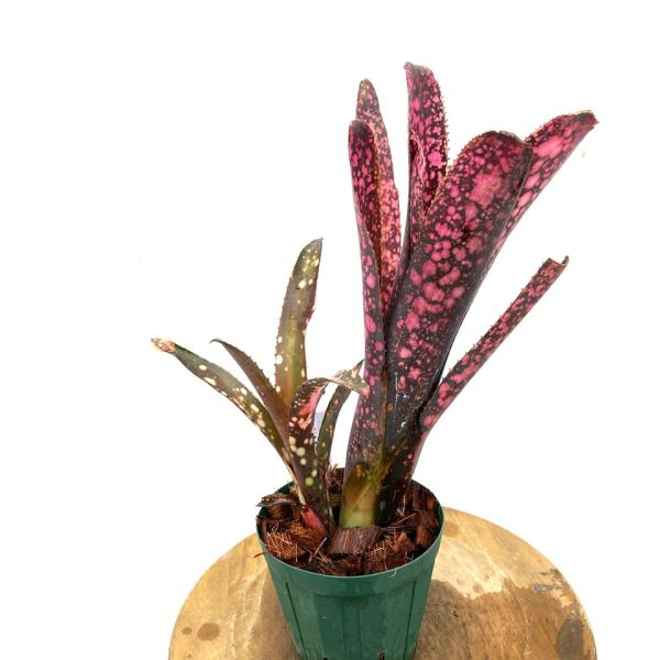 現品) ビルベルギア 'ムーランルージュ' (No.62407) (観葉植物 現品) ビルベルギア 'ムーランルージュ' (No.62407) (観葉植物