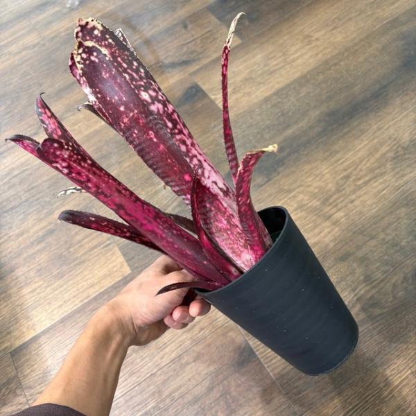 ブロメリア・エアープランツ Billbergia Kolan Buccaneer 現品) ビルベルギア 'バッカニア' (No.62491) (観葉植物