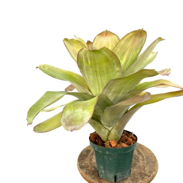 現品) エクメア 'スター オブ リンダ' (No.62500) (観葉植物 おしゃれ