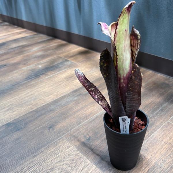 現品) ビルベルギア 'ブラックパール' (No.62544) (観葉植物 おしゃれ