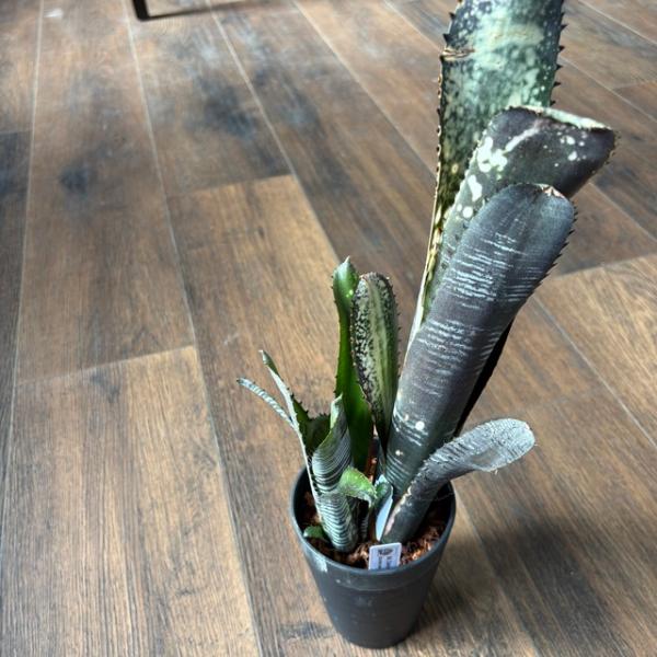 現品) ビルベルギア ビッタータ 'ドミンゴスマーティンス' (No.62546