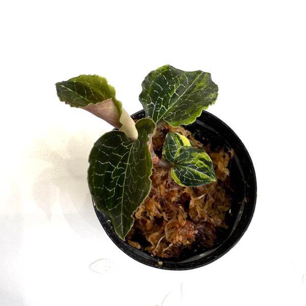 現品) アネクトキルス フォルモサヌス 斑入り (No.62549) (ジュエル