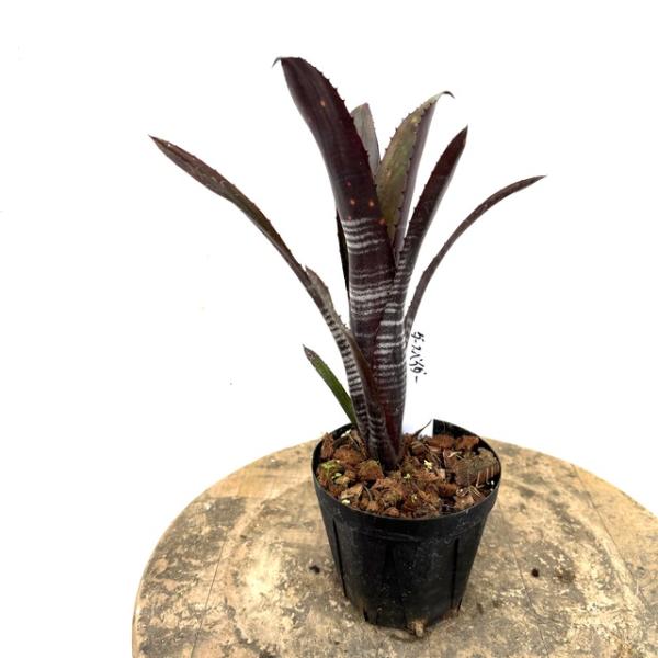 現品) ビルベルギア 'ダースベイダー' (No.62555) (観葉植物 おしゃれ