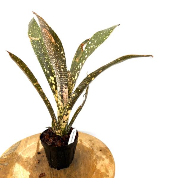現品) ビルベルギア 'タルボットフルーツケーキ' (No.62556) (観葉植物