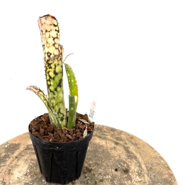 現品) ビルベルギア 'ブラボー' (No.62558) (観葉植物 おしゃれ 壁掛け