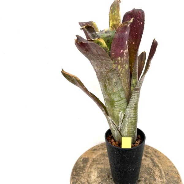 ブロメリア・エアープランツ Billbergia Mucho Mas 現品) ビルベルギア 'ムーチョマス' (No.62588) (観葉植物 おしゃれ
