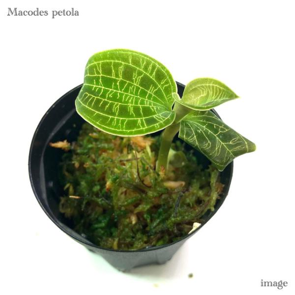マコデス ペトラ (ジュエルオーキッド 宝石蘭 観葉植物 熱帯植物