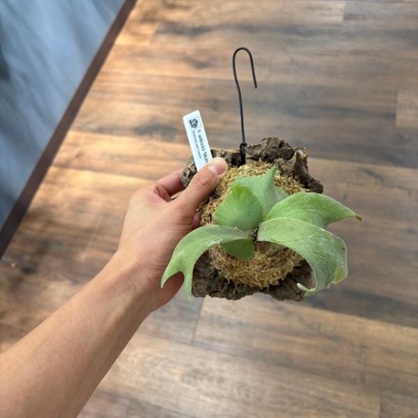 現品) ビカクシダ ウィリンキー 'モスラ' (pup) (コウモリラン 観葉