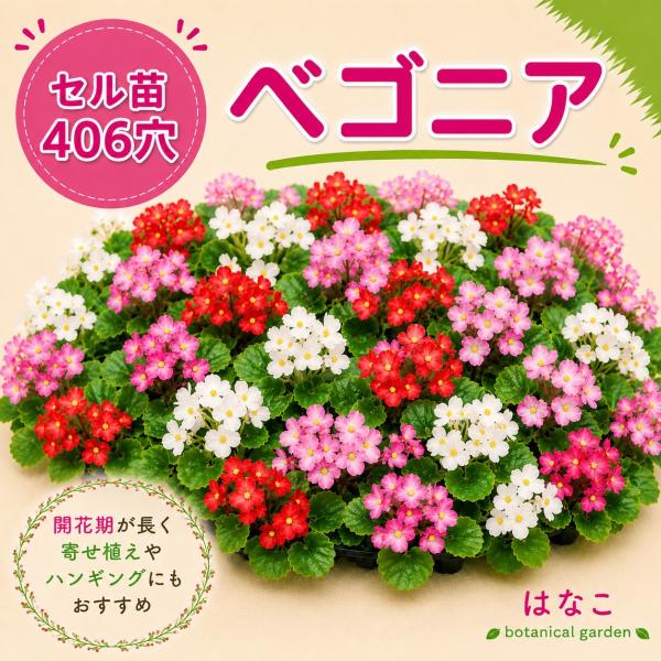 花のセル苗】プラグ苗 ベゴニア 406穴360本 播種 自家用 業務用 送料