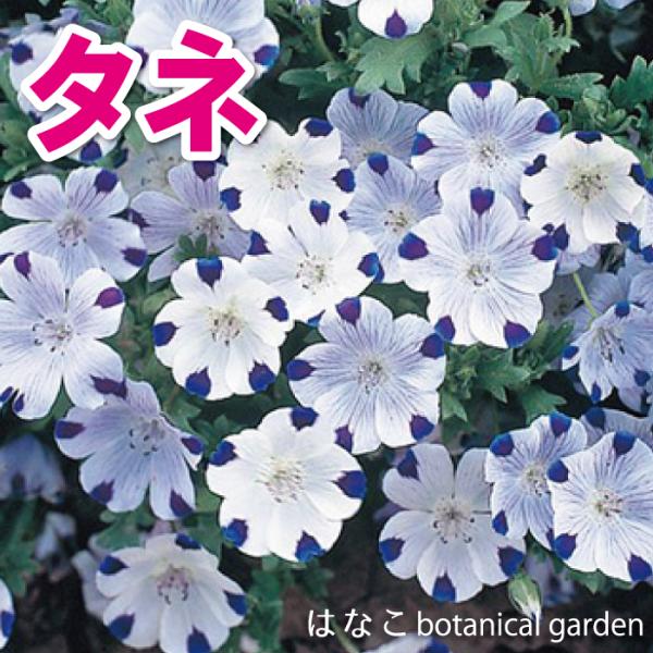 [Release date: October 20, 2023]比較的に作りやすく、自治体や学校の花壇、ご自宅のお庭、グラウンドカバーにもおすすめです。花径約3cm程の一重カープ咲きです。白色で花弁の先端に紫の斑点があり、とてもかわいらしい...