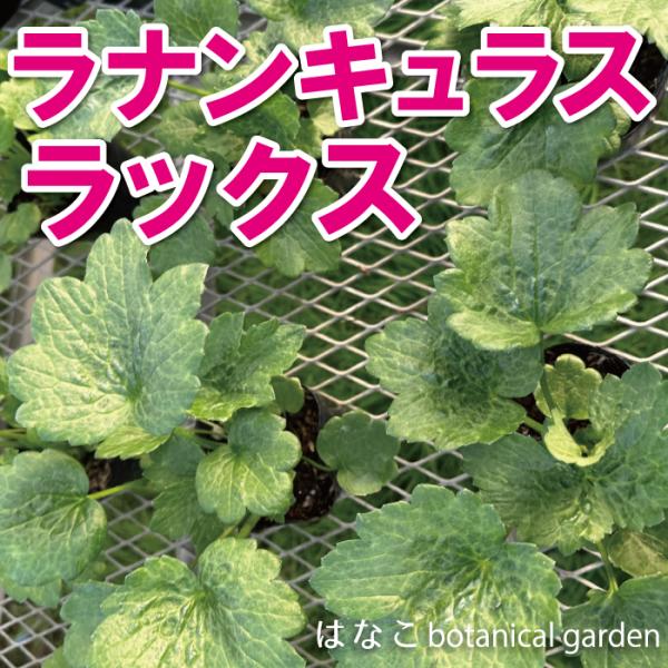数量限定】ラナンキュラス ラックス 3.5号ロングポット ガーデニング