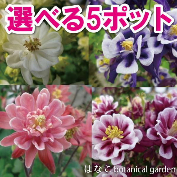 banshoku_ou-ps-018