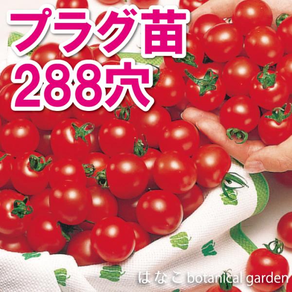 【今だけお買い得❗️】トマト苗　桃太郎　〜　プラグ苗100苗　〜 今だけお買い得❗️】トマト苗 桃太郎 〜 プラグ苗100苗 〜 今