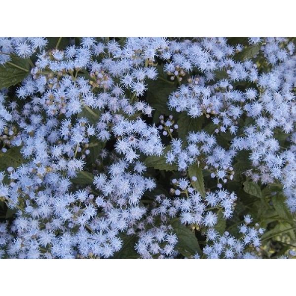 ԃtWoJ}i[pgEjh[@a18.0cmʂɐĂ܂