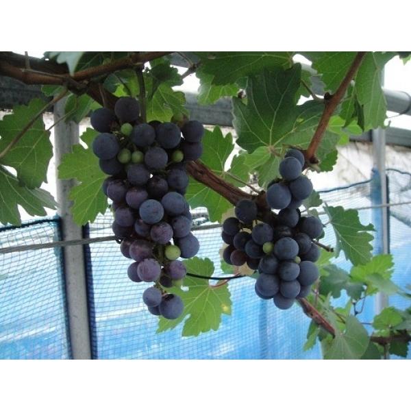 ʎc ʎc Ԃǂc K[fjOpCuhEcFJxl\[rj(50Z`OE6j N11痂N06܂ł͂̕c