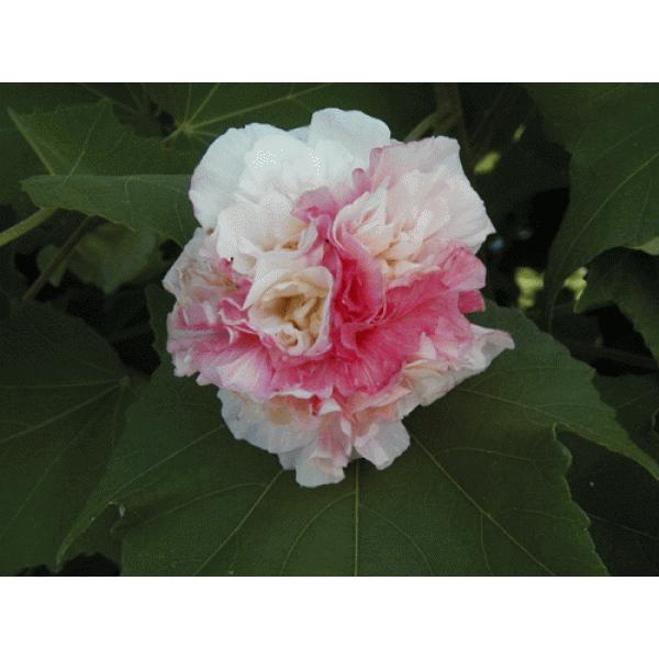 uiXCtEjNXʁ@7Xbgc@N11`N06܂ł̂͂łB