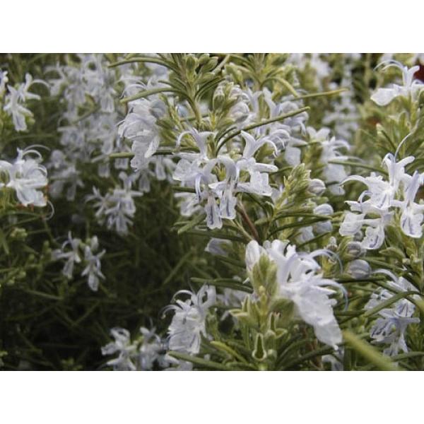 無農薬ハーブ苗,大きなハーブ苗,料理用ハーブ苗ミスジェサップローズマリー（ハーブ苗）特大苗　口径18.0cm鉢入り　Rosemary Officnalis<Miss Jessopp's Upright>