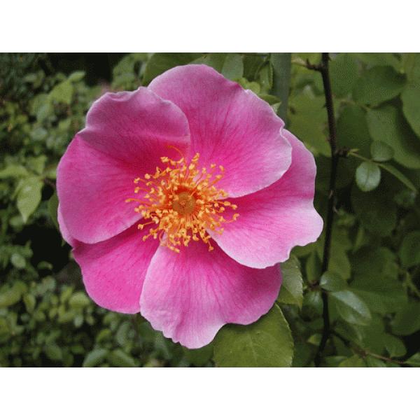 Lт钷ڂocsNF@ngo  ʓr@N11{痂N05܂ł͂̕c