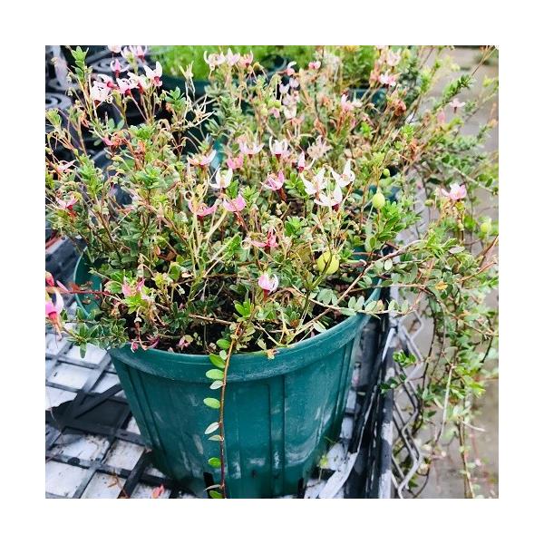 クランベリー大苗　口径18cm鉢植え