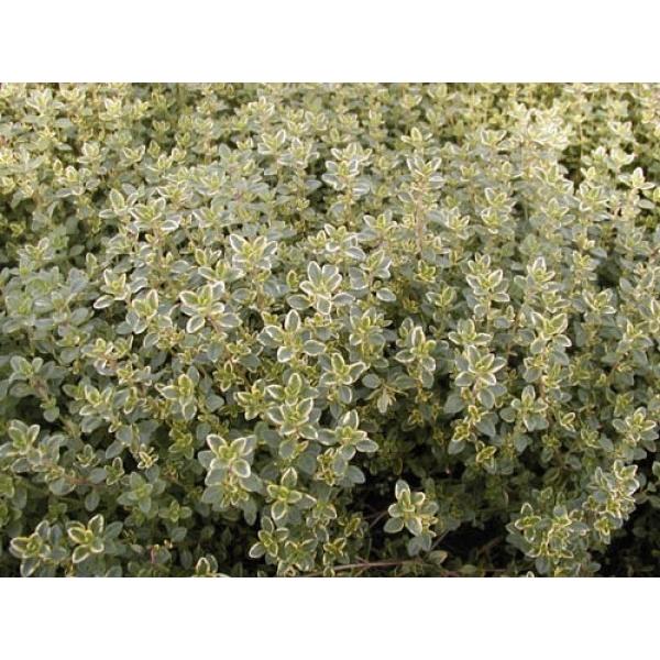 n[uc S[f^Ca18.0cmc@ʓr