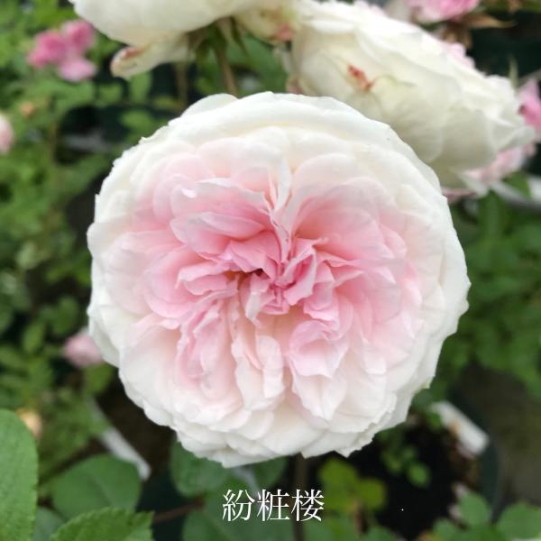 オールドローズ 四季咲きバラ苗   粉粧楼（フンショウロウ）大苗 花色：白  送料別途　毎年11月下旬から翌年05月までお届けの苗