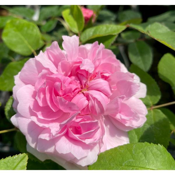 オールドローズ 四季咲きバラ苗   ジャックカルチェ　Jacques Cartier 花色：ピンク 送料別途 毎年11月下旬から翌年05月までお届けの苗