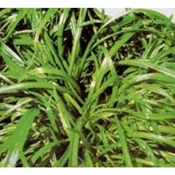 自社生産 化学肥料不使用 エルバステラ　口径18cnの鉢にたくさん入っています。