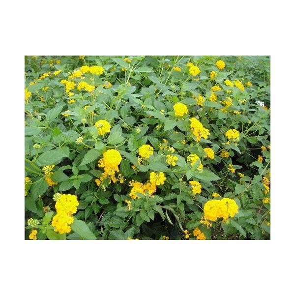 コバノランタナ　黄花充実株　樹高60cm前後　口径18.0cmスリット鉢入り