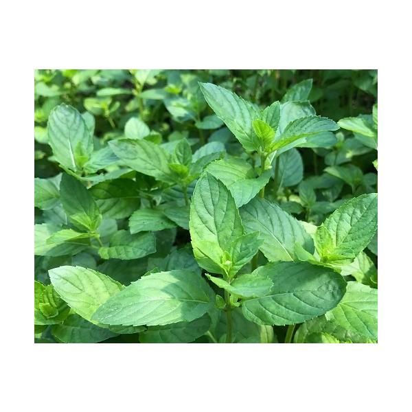 無農薬ハーブ苗,大きなハーブ苗,料理用ハーブ苗,ハーブティーのハーブ苗イエルバブエナ（ハーブ苗）口径18.0cm鉢入り大苗　