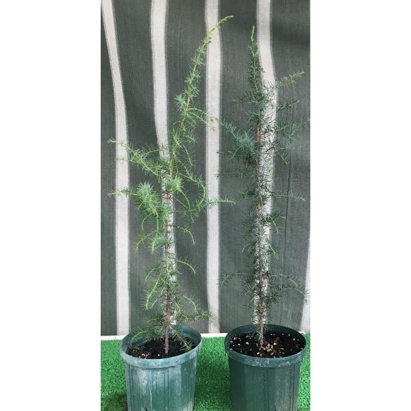 n[uc Wjp[x[cimlYjIX؁EX؃Zbg Juniperus communis 70cmO   a18cmA@ʓr@͂o܂B