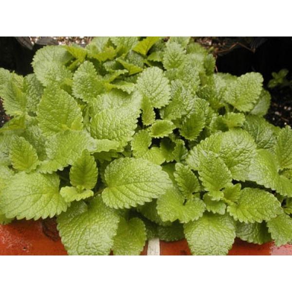 レモンバーム 苗の人気商品 通販 価格比較 価格 Com