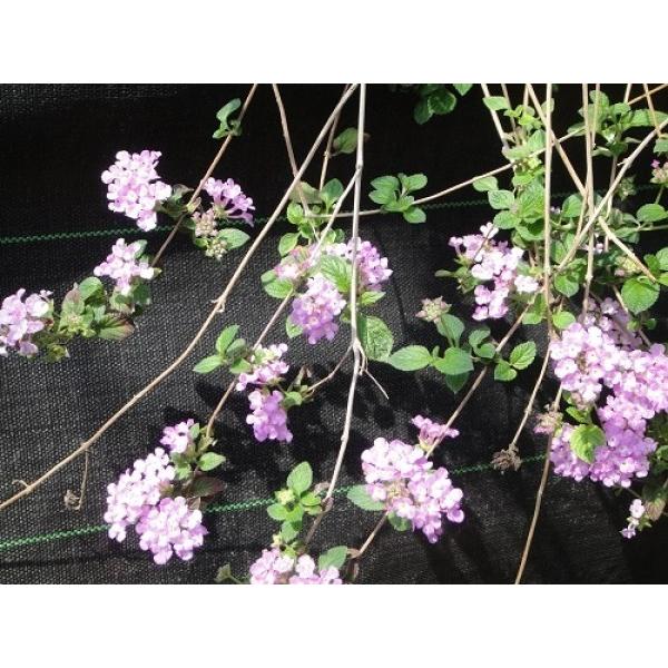 小葉のランタナ・ピンク色の花（コバノランタナ）充実株　樹高60cm前後　口径18.0cmスリット鉢入り