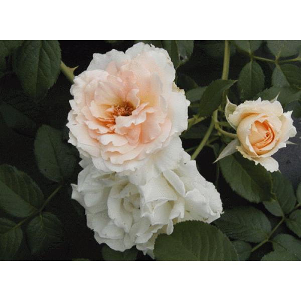 ڂoclG炫N[F@RR  ʓr@N11{痂N05܂ł͂̕c