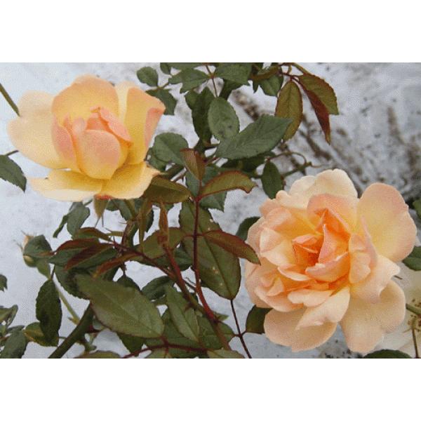 ڂoclG炫F@tBXoCh  ʓr@N11{痂N05܂ł͂̕c