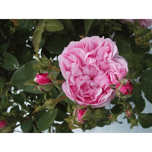 オールドローズ バラ苗 強香 シドニー ナチュラルカット大苗 花色