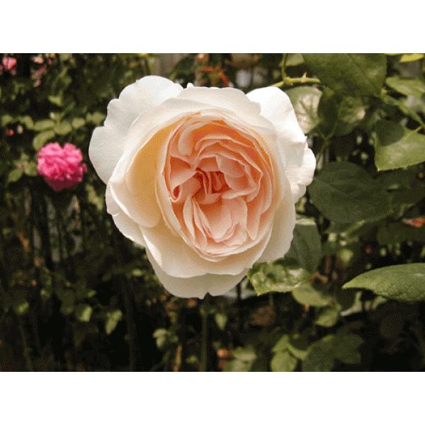 バラ大苗 薔薇は 爽（そう） 河本バラ園｜花木04-PA 7号ロングスリット鉢 額縁